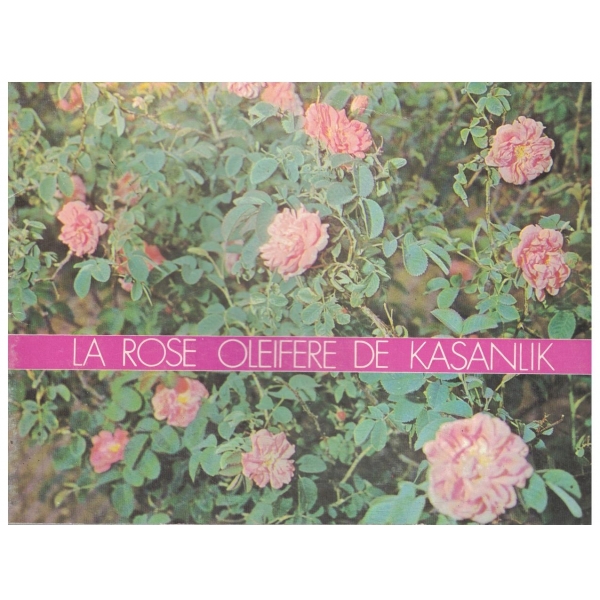 The Kazanluk oil-bearing rose