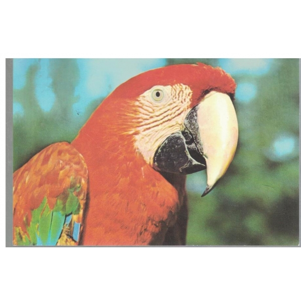 Картичка-Grunflugel-Ara im Leipziger Zoo