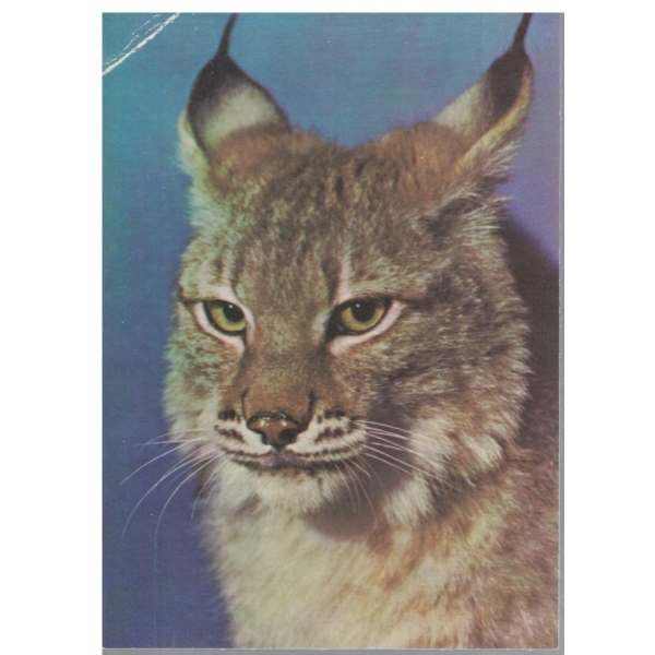 Zoo Leipzig-Sibirischer Luchs-kartichka